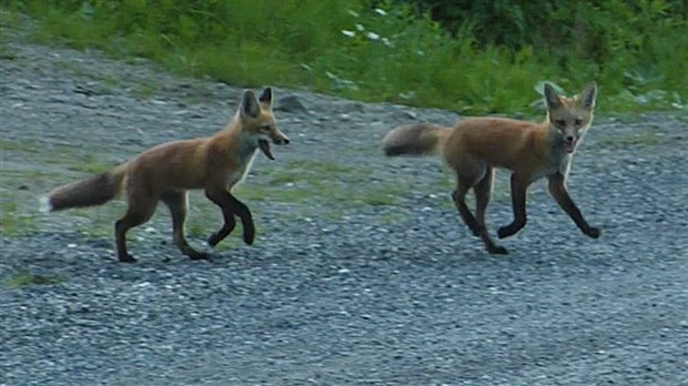 VIDÉO | Jeunes renards s’amusant près d’un boisé à Saint-Prosper