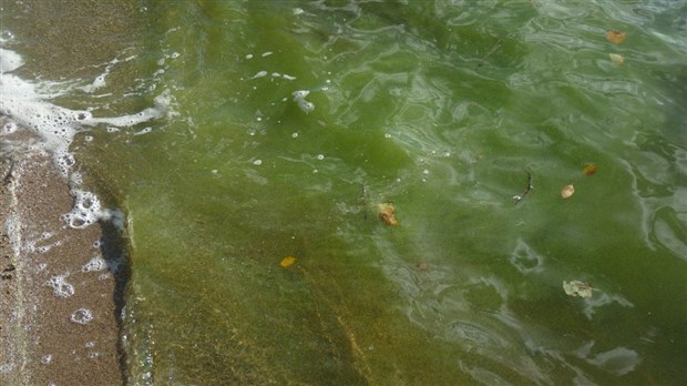 Le gouvernement veut contrer la prolifération des algues bleu-vert dans les plans d'eau de la région