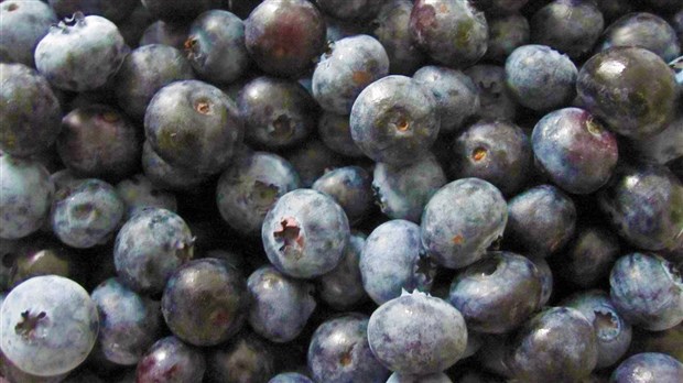 Industrie des petits fruits : les libéraux doivent prioriser le Québec avant les États-Unis selon la CAQ