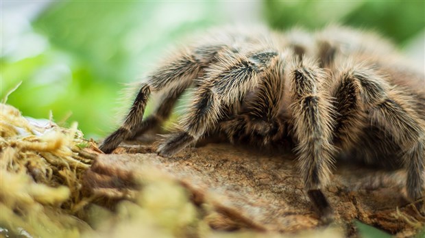 L’entomologiste amateur Simon Landry exposera sa collection d’insectes et arachnides à Saint-Georges 