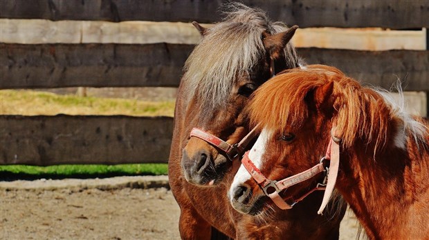 La tire de poneys du camping Club sportif Grande-Coudée aura lieu le 20 août