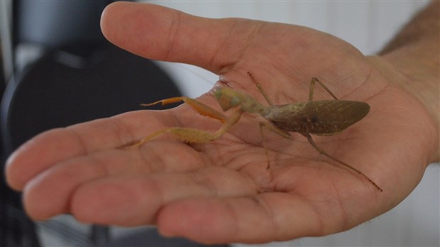 Une collection d'arthropodes qui attire la curiosité 