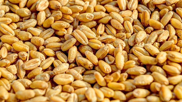 Les Producteurs de grains du Québec demandent à participer directement à tous les volets du Sommet sur l’alimentation