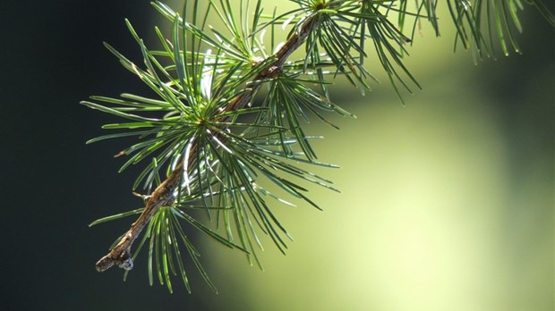La seconde vie des arbres de Noël à Saint-Benoît-Labre 