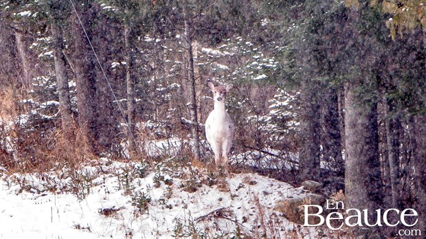 Le Ministère de la Faune réagit à la photo du chevreuil blanc de Saint-Georges