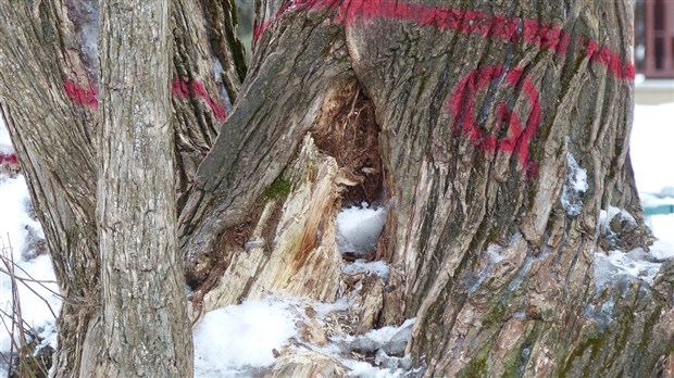 Saint-Georges abattra un arbre du parc Veilleux pour assurer la sécurité des usagers