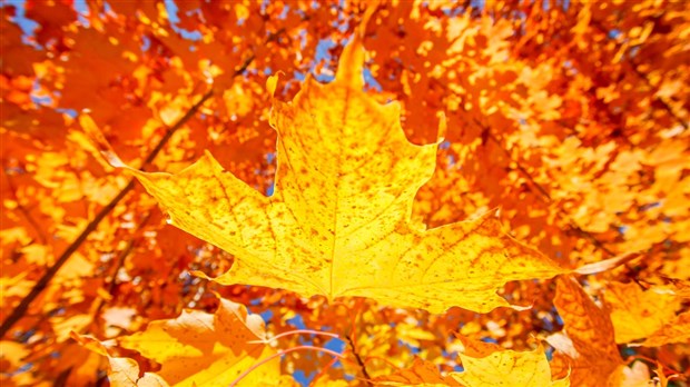 Les beautés de l'automne sous l'oeil des Beaucerons : exposez vos images sur EnBeauce.com