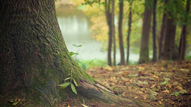 150 participants au 72e Congrès et Salon forestier 