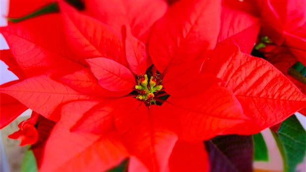 La fondation Au Bercail lance la 3e édition de sa campagne des poinsettias 