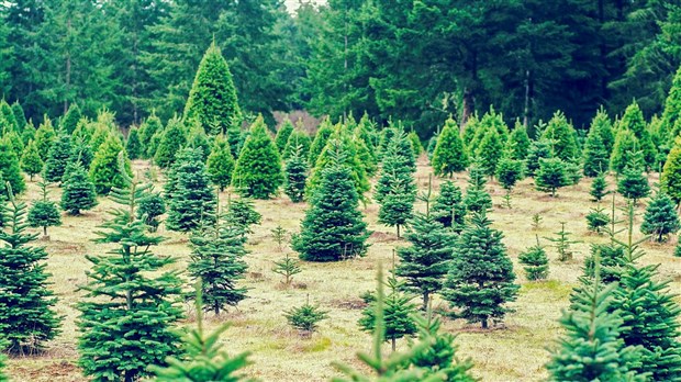 Cueillette de sapins de Noël au profit du Club Richelieu Saint-Georges 