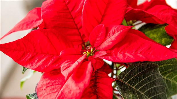 L'objectif de 500 poinsettias vendus a été atteint par la Fondation Au Bercail