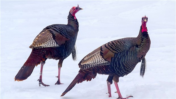 Une formation actualisée désormais en ligne pour la chasse au dindon sauvage 