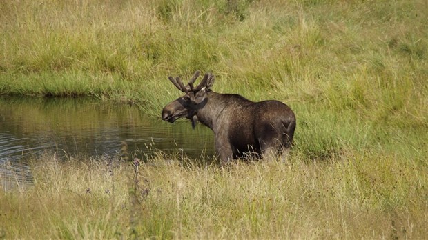 Ouverture au grand public des réservations pour les séjours de chasse au gros gibier