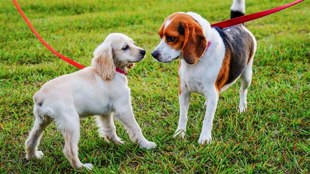 La ville de Saint-Georges dépensera 75 000$ pour aménager un parc canin