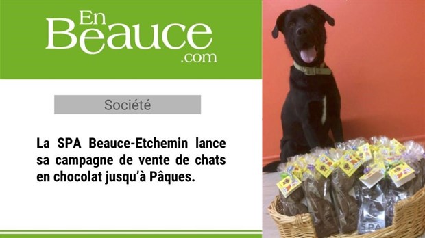 La SPA vend des petits chats en chocolat pour lutter contre leur surpopulation 