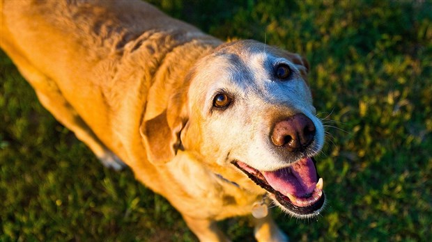 L’ostéoarthrose chez nos animaux
