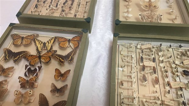 Une intrigante exposition d’insectes à la bibliothèque de Beauceville