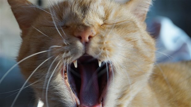 La santé dentaire de vos animaux –  Partie 1