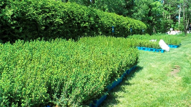 L’organisme Le Rappel distribuera gratuitement 450 arbres à Saint-Georges 