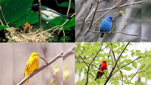 La Beauce-Etchemin ratissée pendant 24 h par le GOBE à la recherche d’oiseaux rares