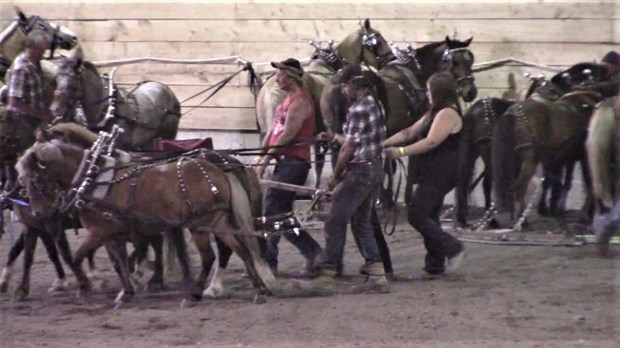 Tire de poneys à l'aréna Marcel Dutil de Saint-Gédéon