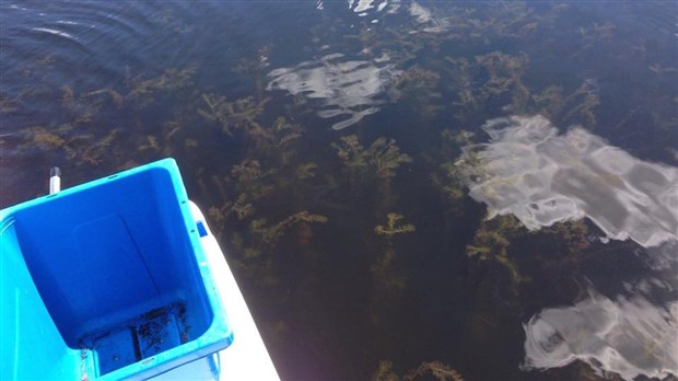 Myriophylle à épi : un règlement pour limiter l'apport de sédiments dans le lac des Abénaquis