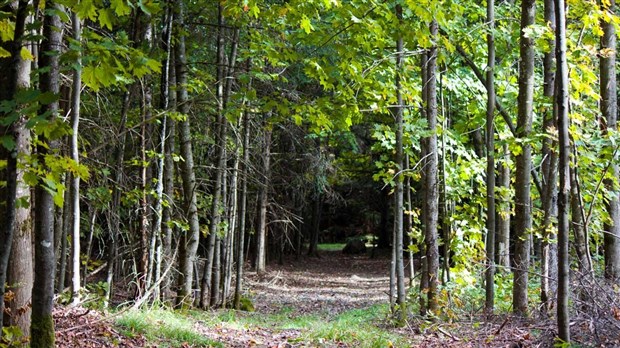 Quelques conseils de la SQ en vue d'une expédition en forêt sécuritaire