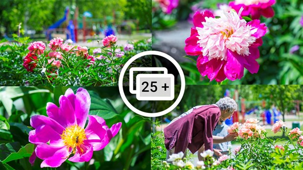 Les pivoines fleuries du parc Veilleux séduisent les promeneurs à Saint-Georges 