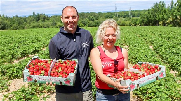 Début de la saison des fraises dans la région Chaudière-Appalaches