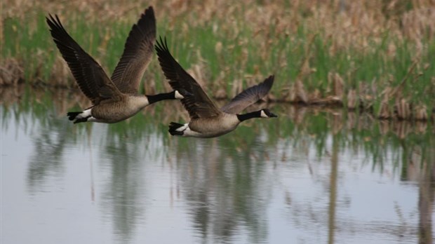 Le Québec adopte une loi pour la conservation des milieux humides et hydriques