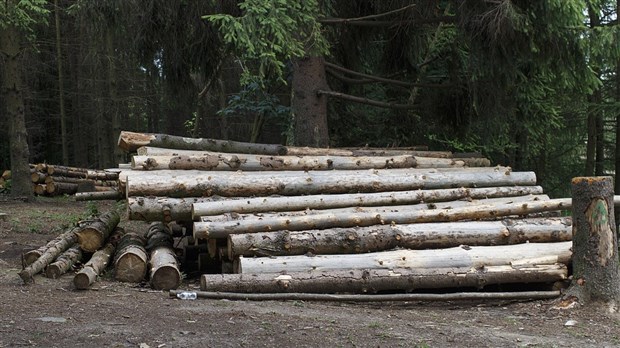Bois d'oeuvre : la FCPB revendique une exemption pour le bois rond