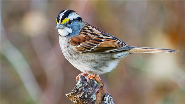 LE SAVIEZ-VOUS ? Saurez-vous reconnaître à son chant cet oiseau à quatre sexes ? 