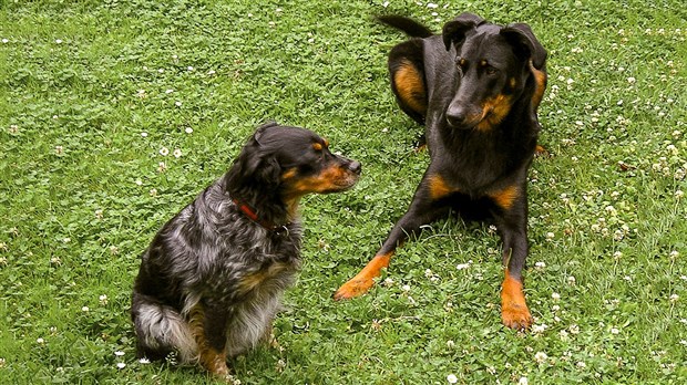 Le parc à chiens de St-Georges sera officiellement inauguré jeudi soir 