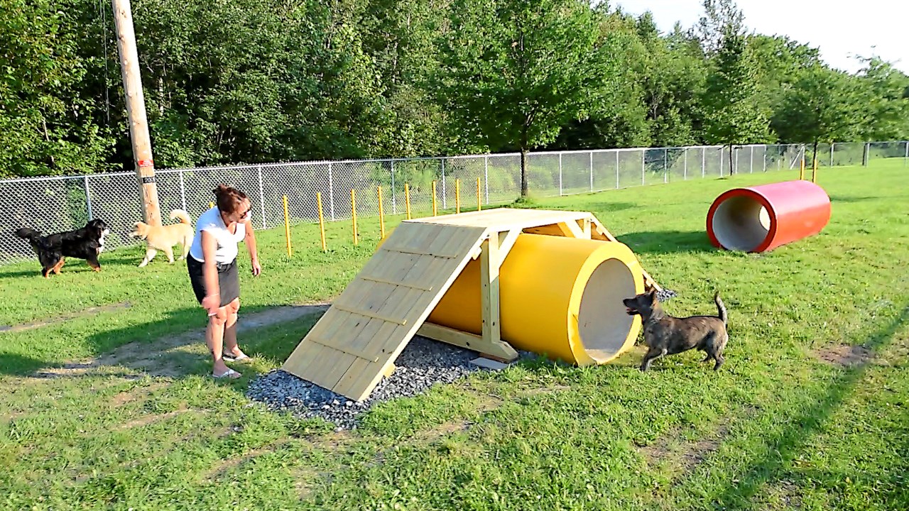 Les premiers chiens du parc canin de St-Georges tout excités par