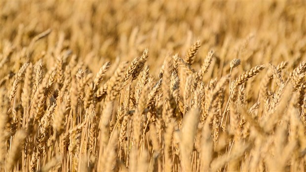 LE SAVIEZ-VOUS ? La Beauce tire son nom du « grenier à blé » de la France 