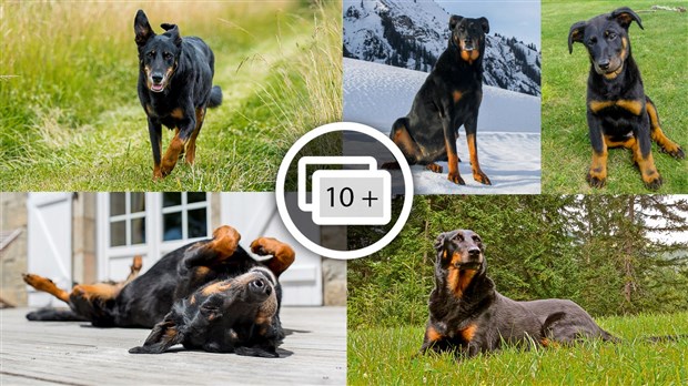 LE SAVIEZ-VOUS ? Connaissez-vous le rapport entre la Beauce et cette race de chien ? 
