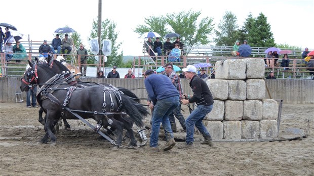 Les poneys impressionnent lors de la tire de chevaux