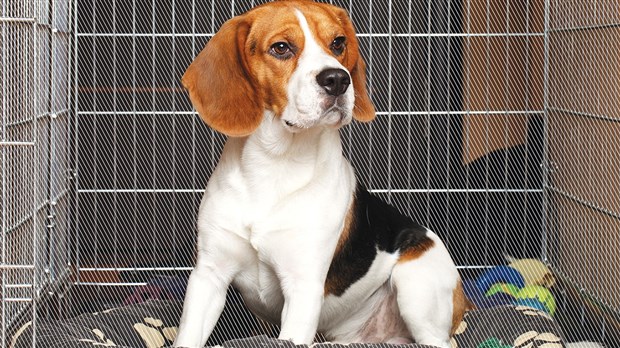 ​La petite maison de votre chien est sa cage, le saviez-vous ?