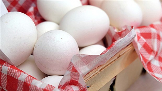 Oeufs contaminés au Fipronil : aucune contamination au Canada selon la FPOQ
