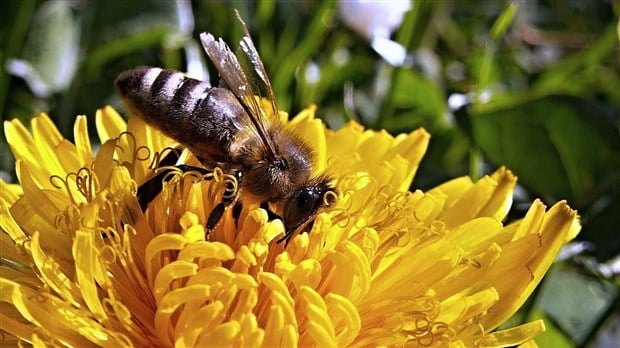 LETTRE OUVERTE | Pesticides : l’utilisation des néonicotinoïdes ne tue pas les abeilles