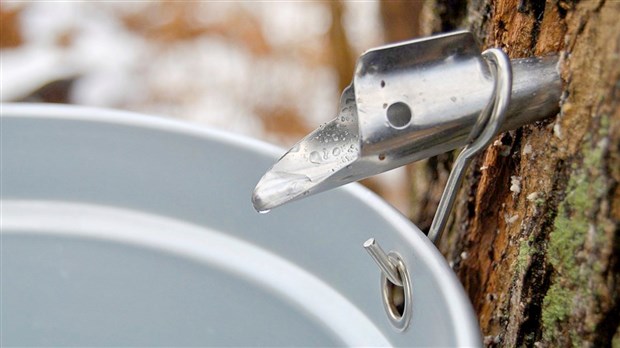 Un vingtaine d'exposants prévus aux Journées acéricoles à Sainte-Marie