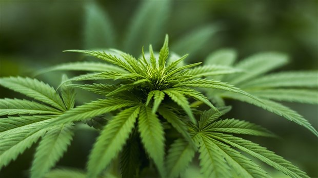 Cannabis : la CAQ va déposer un amendement visant l’ensemble du territoire québécois