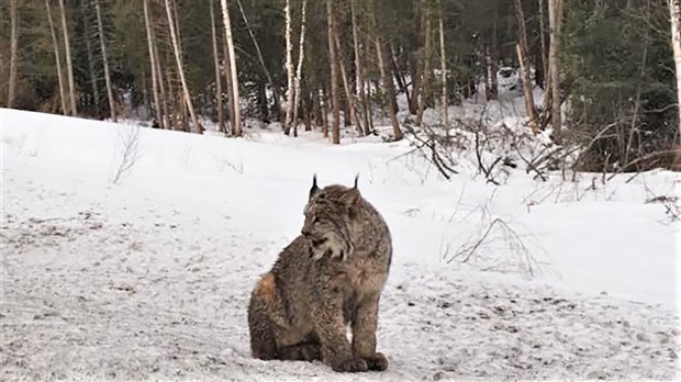 Le Chat Sauvage Aperçu En Beauce Est Un Lynx Du Canada