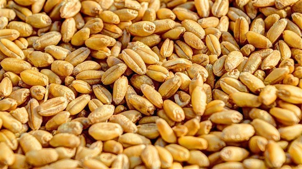 Les Producteurs de grains souhaitent la collaboration du gouvernement