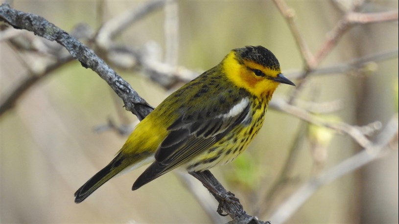 La Beauce: une destination de choix pour l'observation d'oiseaux