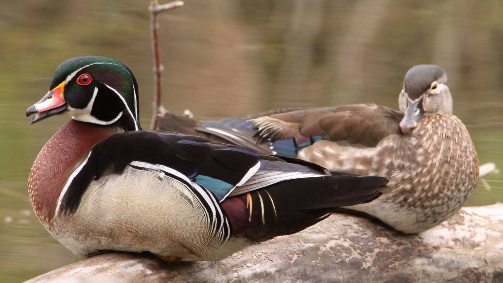 La Beauce: une destination de choix pour l'observation d'oiseaux