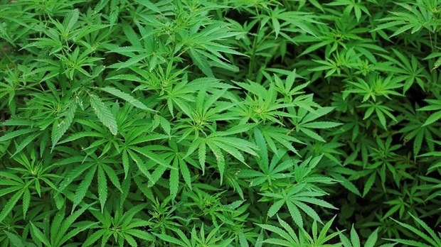 Légalisation du pot : Canam et Garaga dévoilent leur politique 