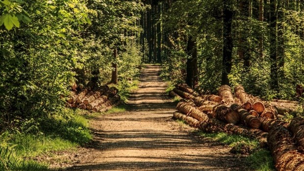 Le ministère des Forêts recherche des cueilleurs et des propriétaires de lots boisés