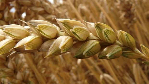 Les producteurs de grain se réjouissent de la nomination du nouveau ministre de l'Agriculture 