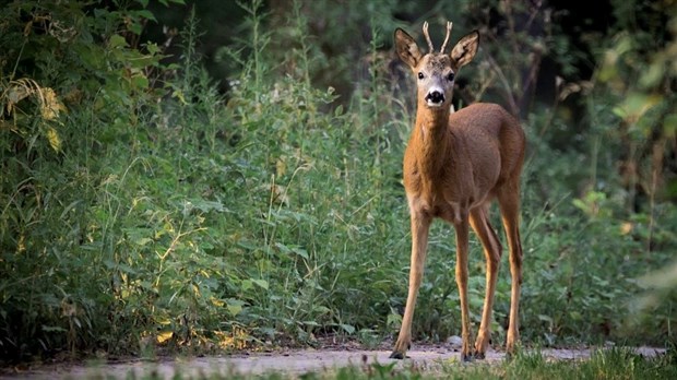 La maladie du cerf fou pourrait refaire son apparition 